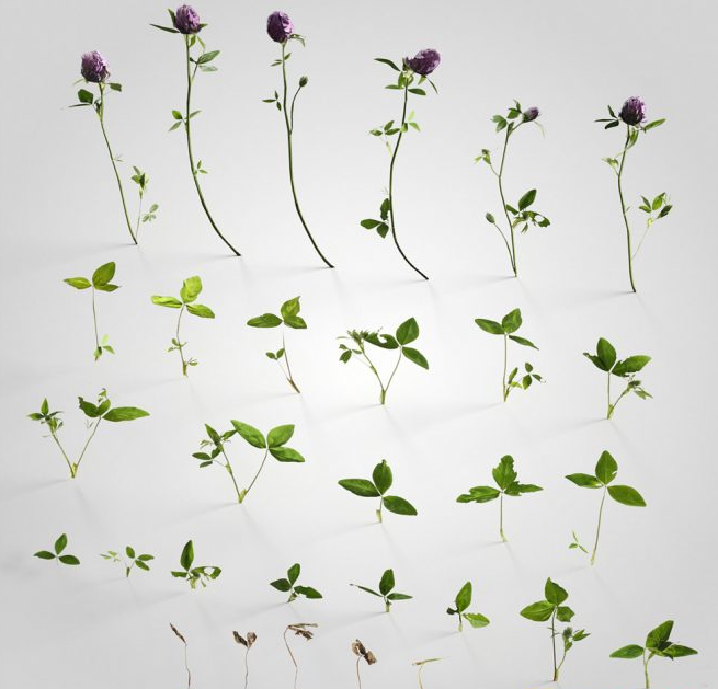 三维花草植物模型3Dmax格式