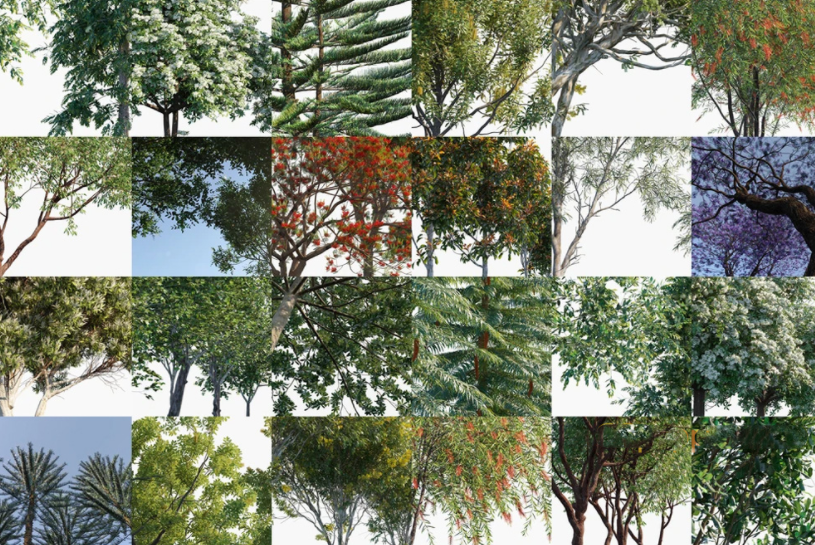 16种常见3D大洋洲树木